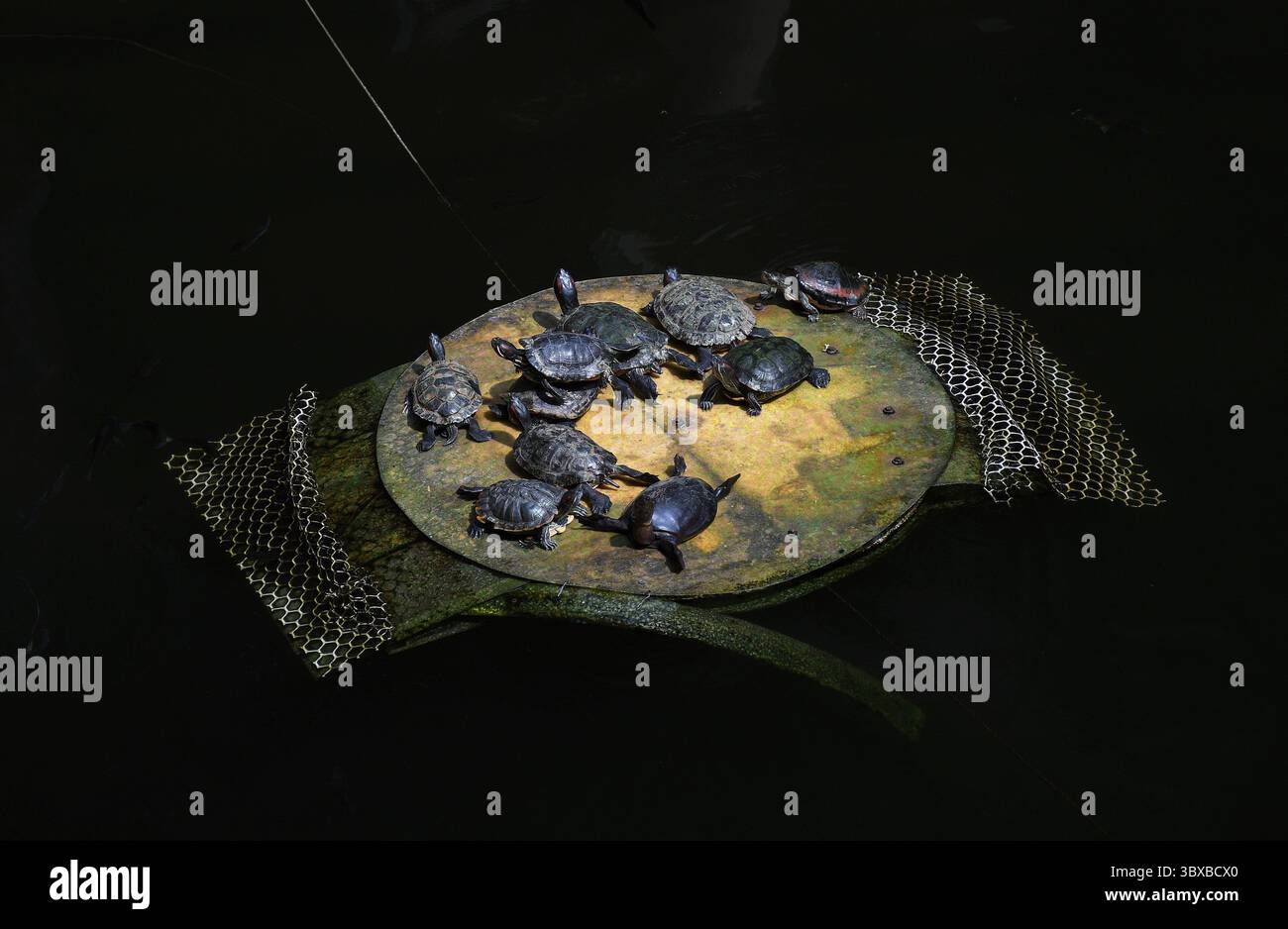 7 ottobre 2021, Mumbai, Maharashtra, India: Si vedono le tartarughe crogiolarsi al sole su una tavola di legno. Le tartarughe devono crogiolarsi al sole ogni giorno per il loro metabolismo e la loro riproduzione. (Immagine di credito: © Ashish Vaishnav/SOPA Images via ZUMA Press Wire) Foto Stock