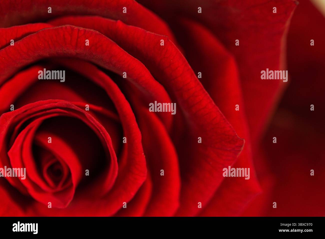 Mostra i petali di rosa rossi vorticosi nel rendering macro 3D, evidenziando gli strati concentrici vellutati Foto Stock