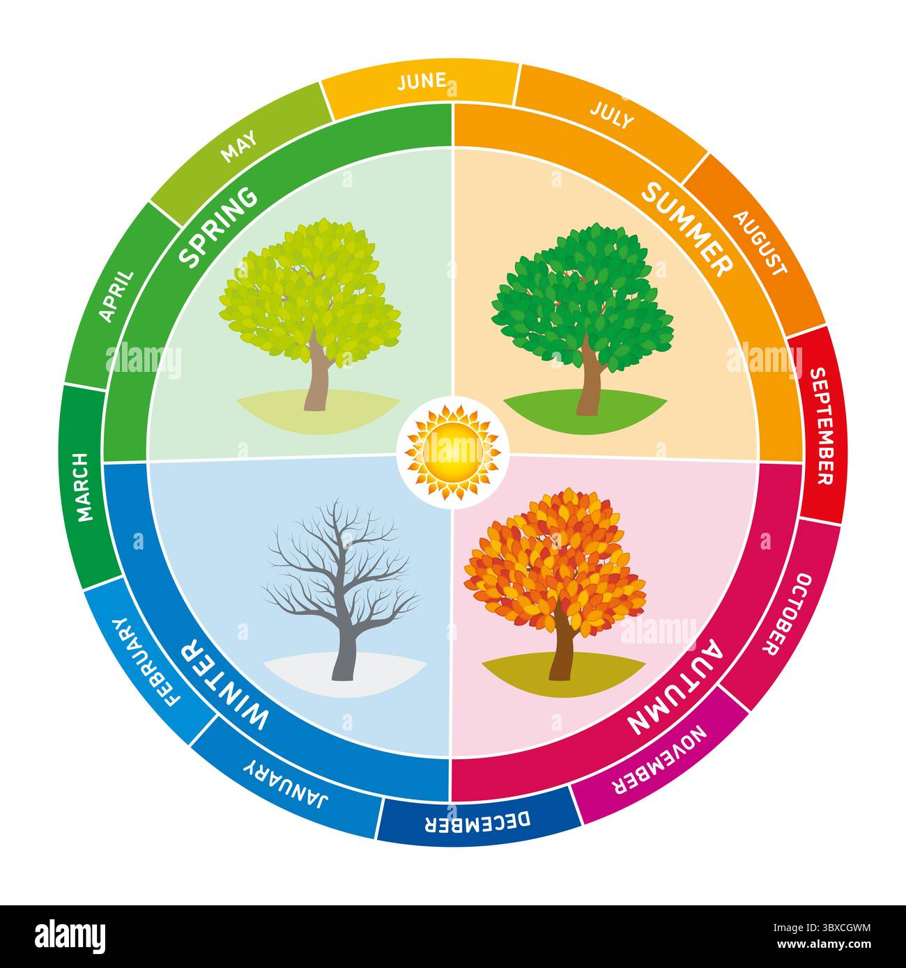 Ciclo annuale. Un grafico circolare raffigura le quattro stagioni, ciascuna rappresentata da un albero che mostra i cambiamenti nel fogliame. Mesi disposti intorno al bordo esterno. Foto Stock