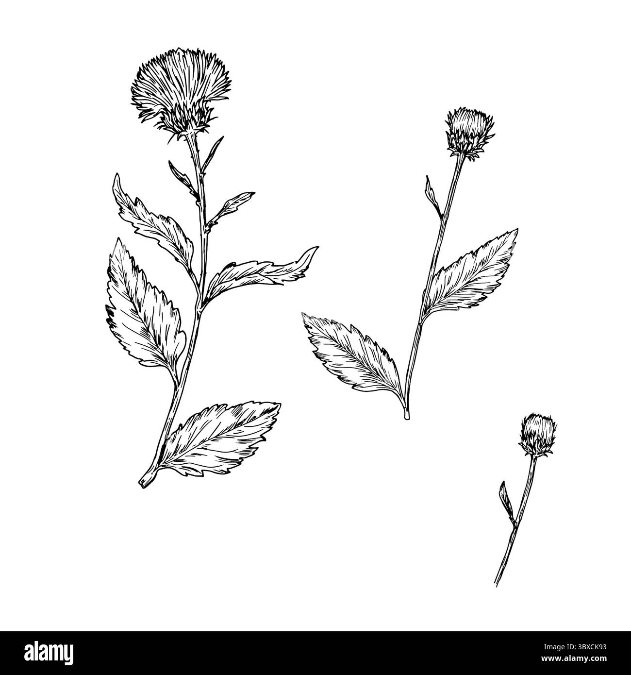 Fiori selvatici con gemme e foglie, set di silhouette, schizzi in bianco e nero. Illustrazione vettoriale. Garofano, burdock, fiore di prato, isolatedd Illustrazione Vettoriale