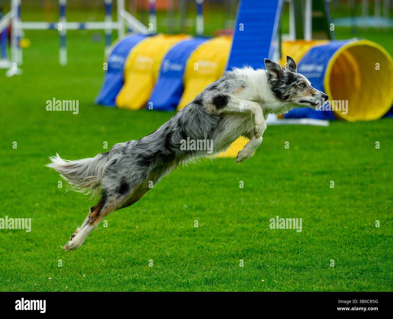 Un cane esperto lancia in aria, navigando tra gli ostacoli di agilità in un parco erboso. L'evento mette in mostra le capacità atletiche del cane e la dedica di allenamento Foto Stock