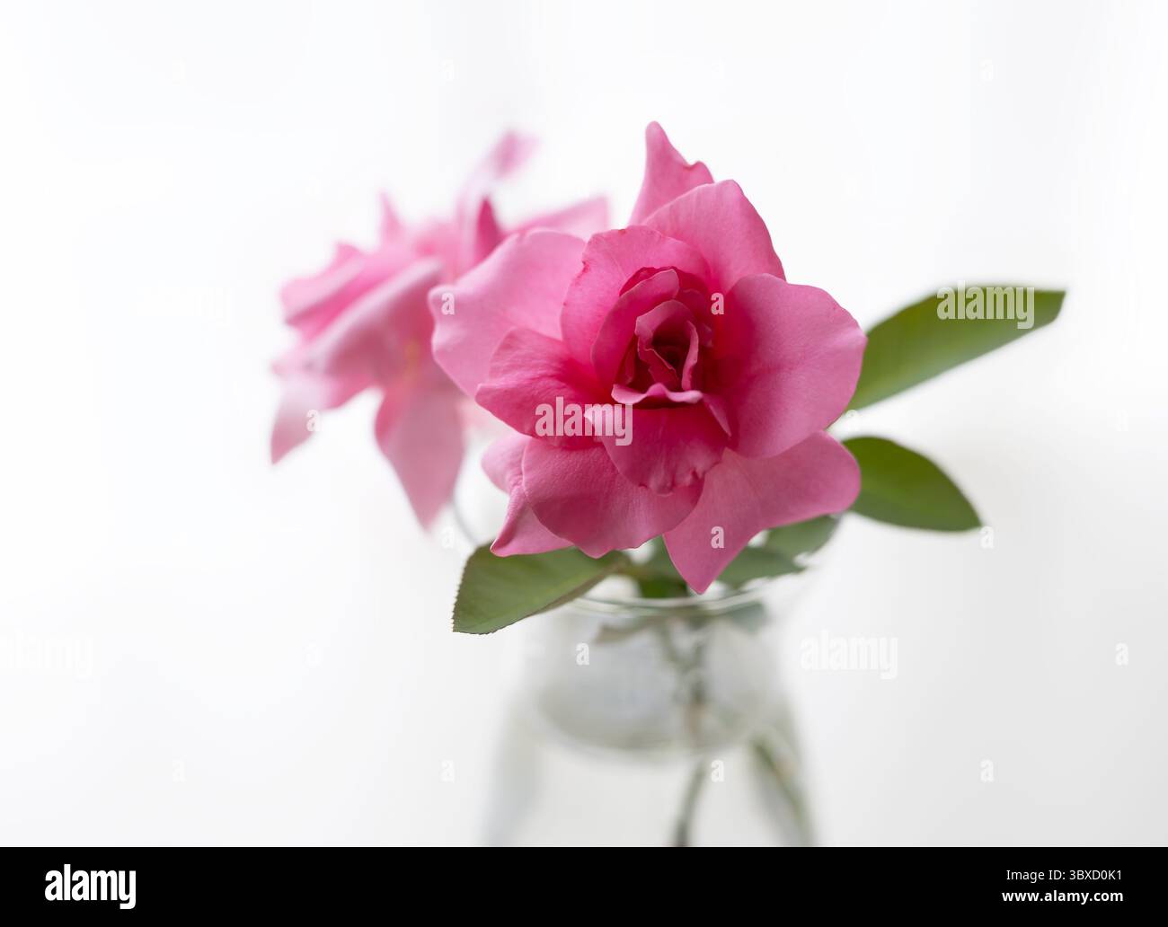 Rosa caldo Country Dancer rose in vaso su sfondo bianco Foto Stock