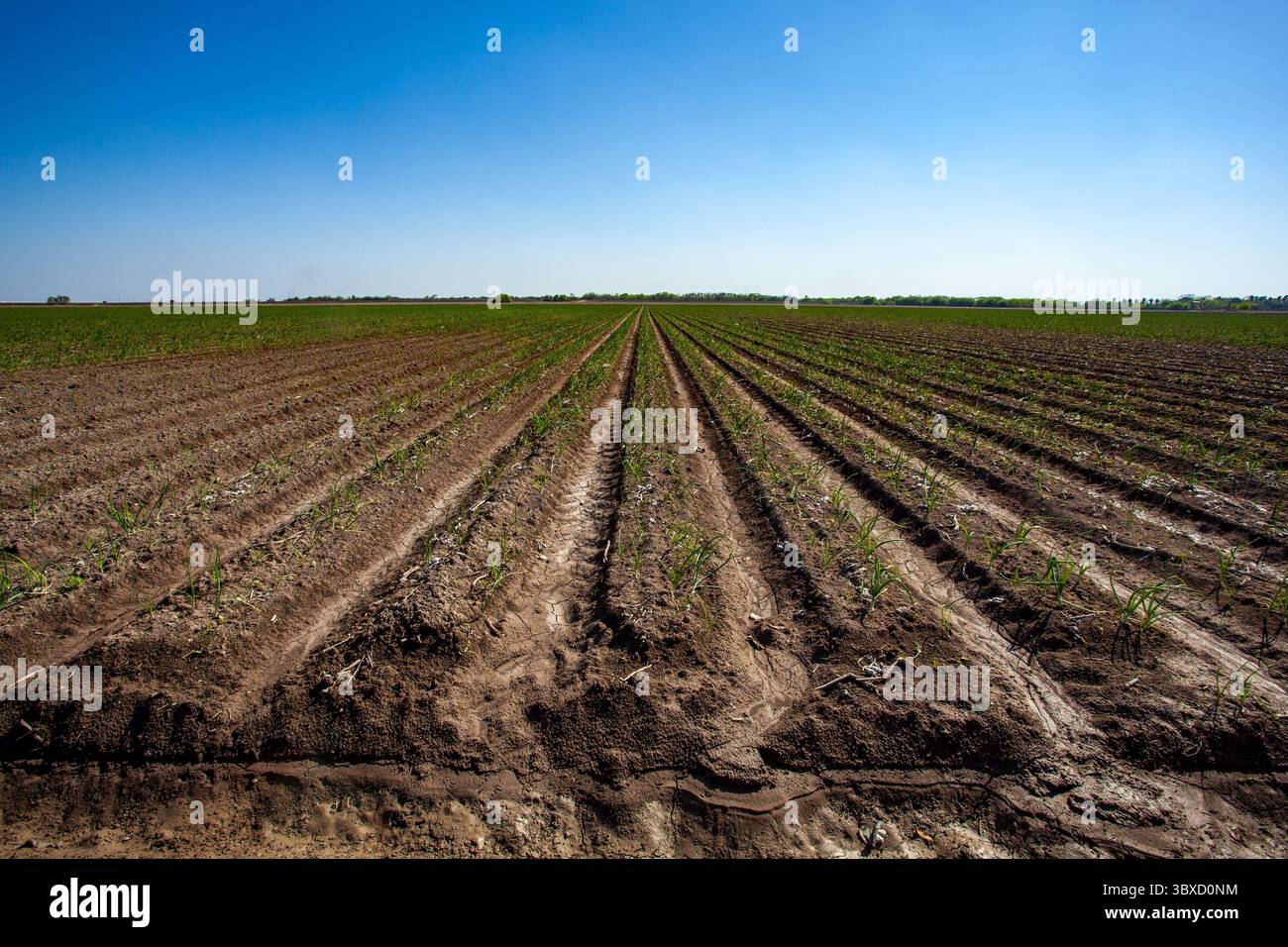 File di piante su terreni agricoli aridi del Texas sotto un cielo blu Foto Stock