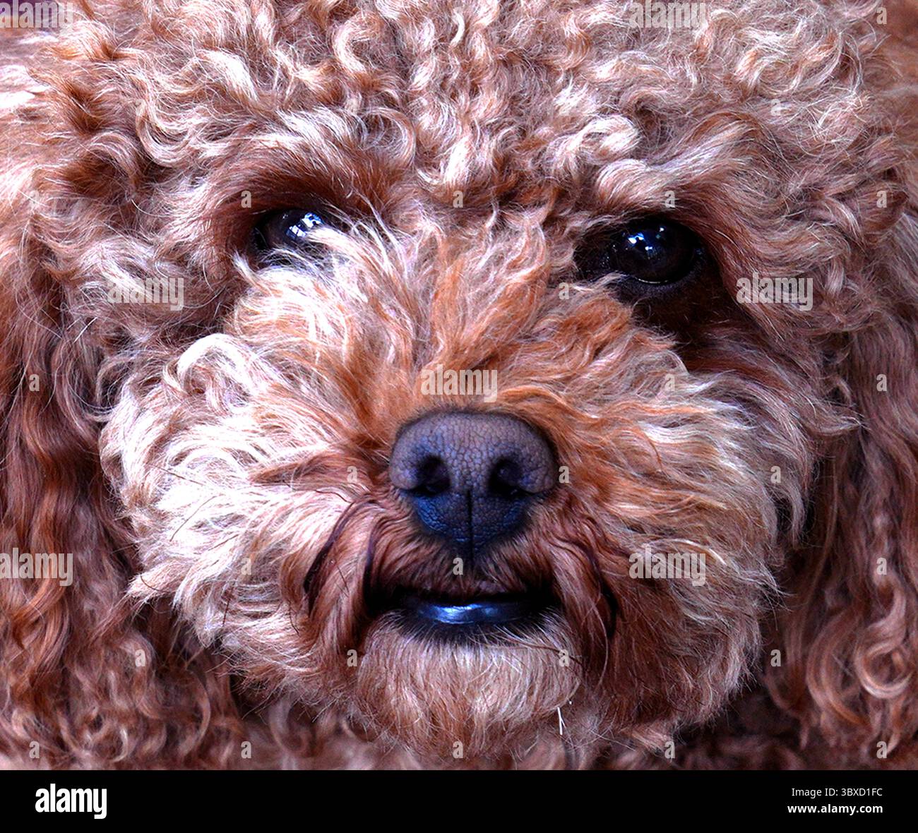 Barboncino, caniche, barboncino, razza canina, cane, giardino Foto Stock