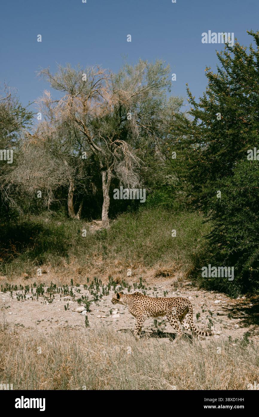Cheetah al Living Desert Zoo and Gardens Foto Stock