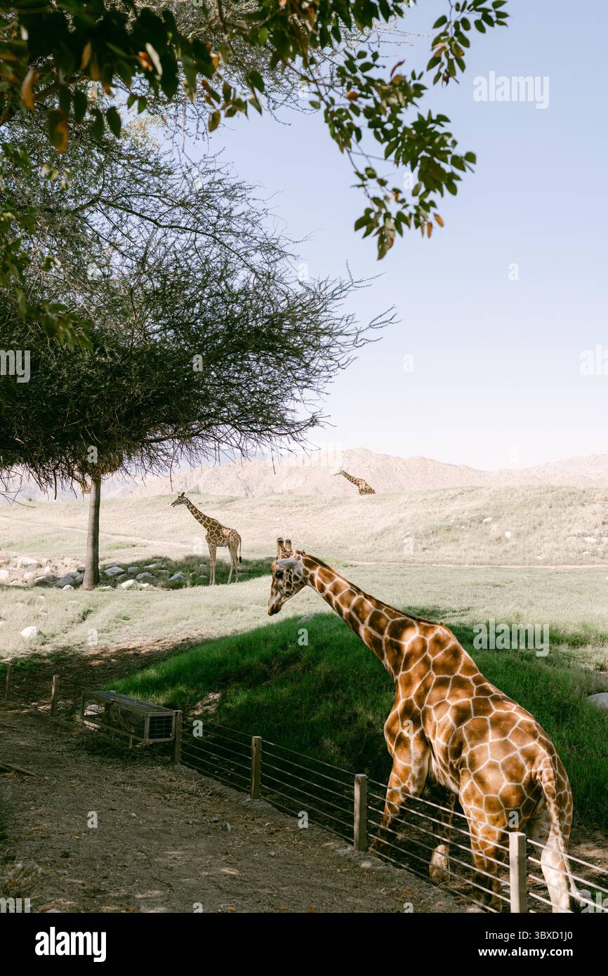 Famiglia di giraffe al Palm Desert Zoo Foto Stock