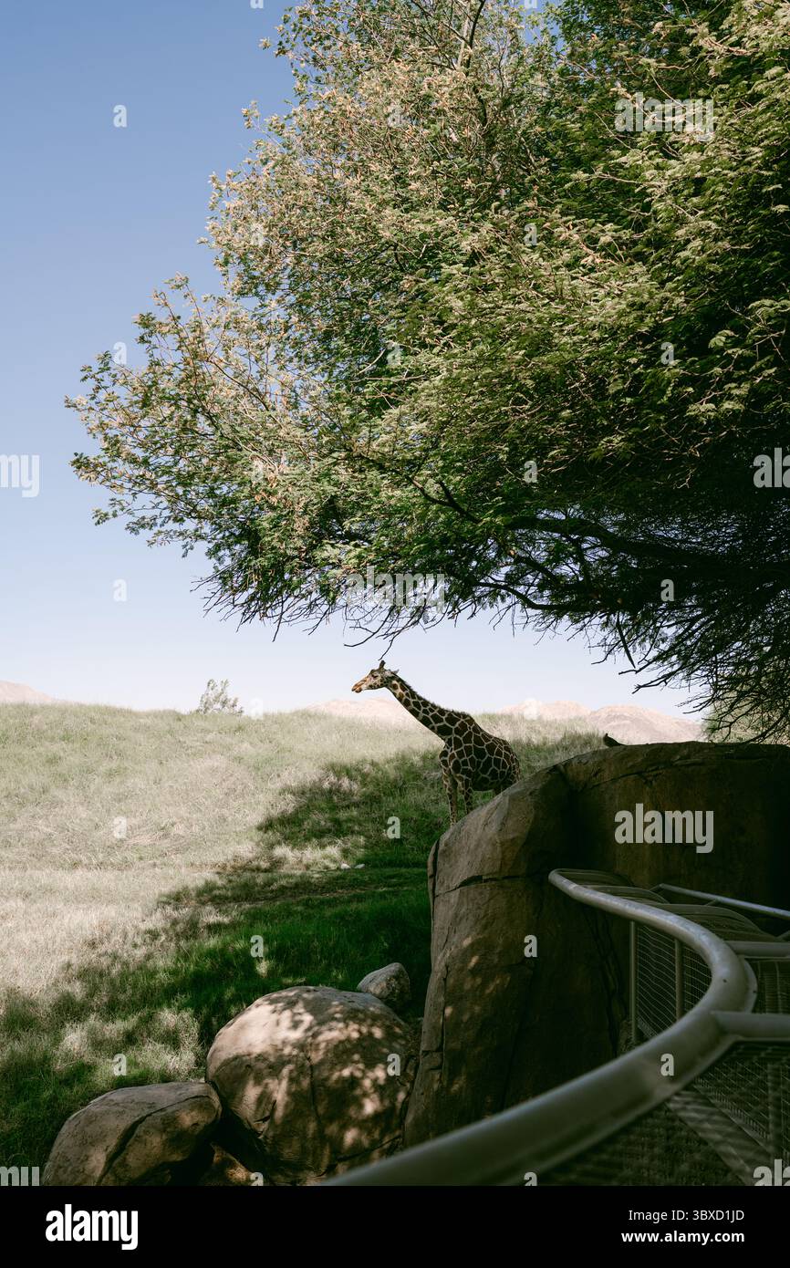 Girffes al Palm Desert Zoo Foto Stock