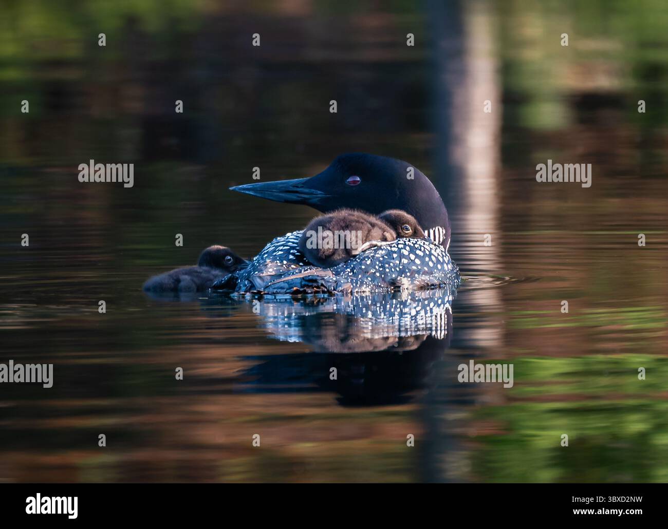 Primo piano di un loon comune con due pulcini sul lago in Canada. Foto Stock