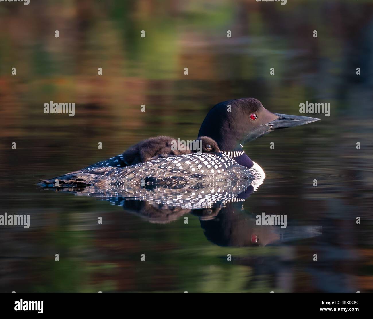 Primo piano di loon comune con pulcino sul lago in Canada. Foto Stock