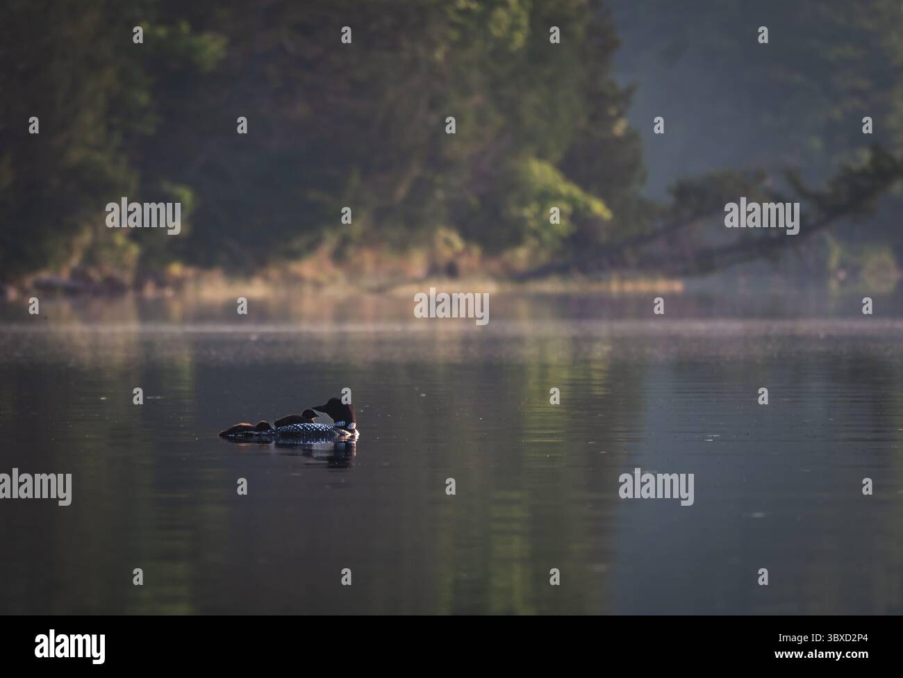 un loon comune con due pulcini sul lago in Canada in estate. Foto Stock