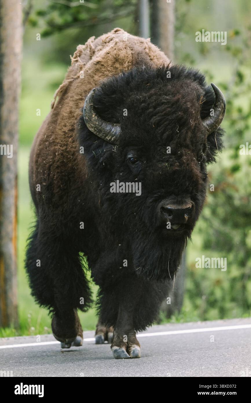 Il grande bisonte americano cammina tranquillamente lungo una strada asfaltata Foto Stock Il grande bisonte americano cammina tranquillamente lungo una strada asfaltata Foto Stock
