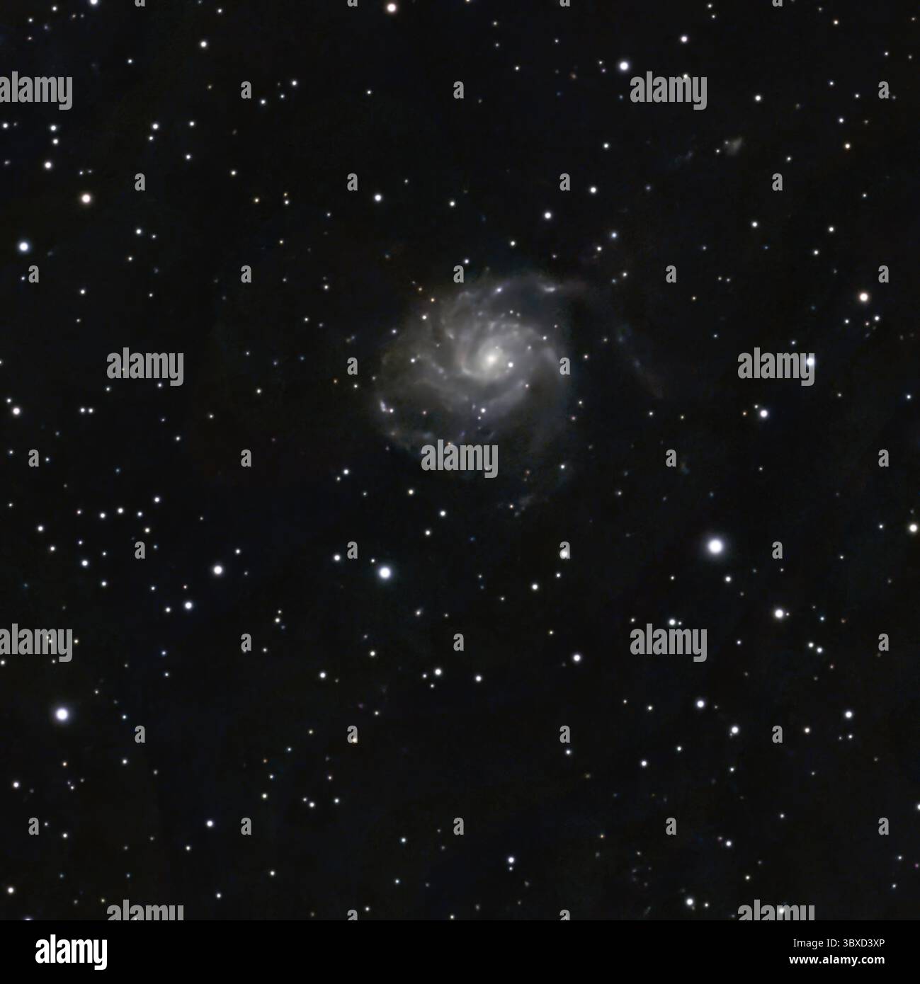 Una splendida galassia a spirale The pin Wheel in mezzo a un cielo stellato Foto Stock