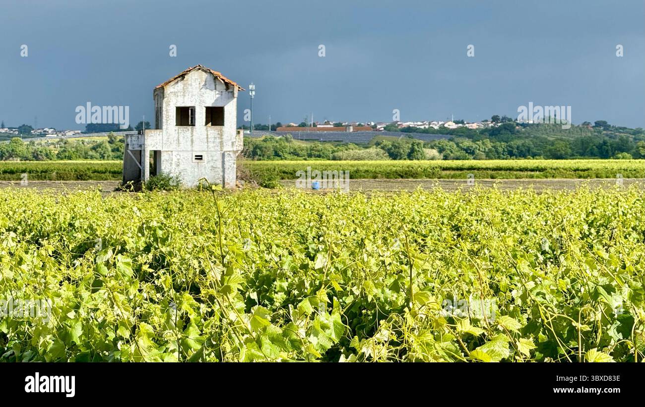 Campi di vigneti a Santarem in Portogallo Foto Stock