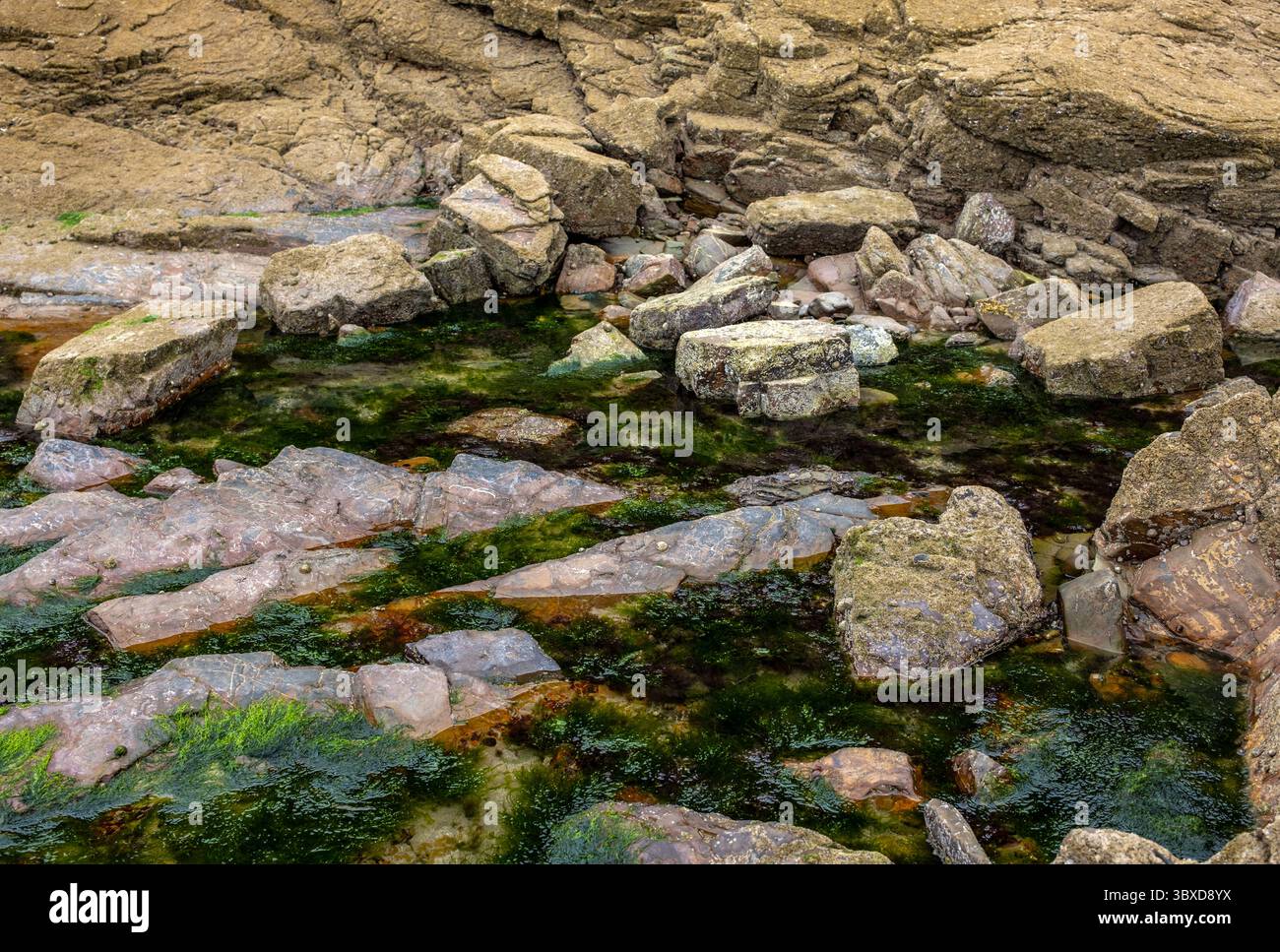 Piscine rocciose sulla spiaggia di Little Haven nel Pembrokeshire, Galles occidentale, Regno Unito Foto Stock