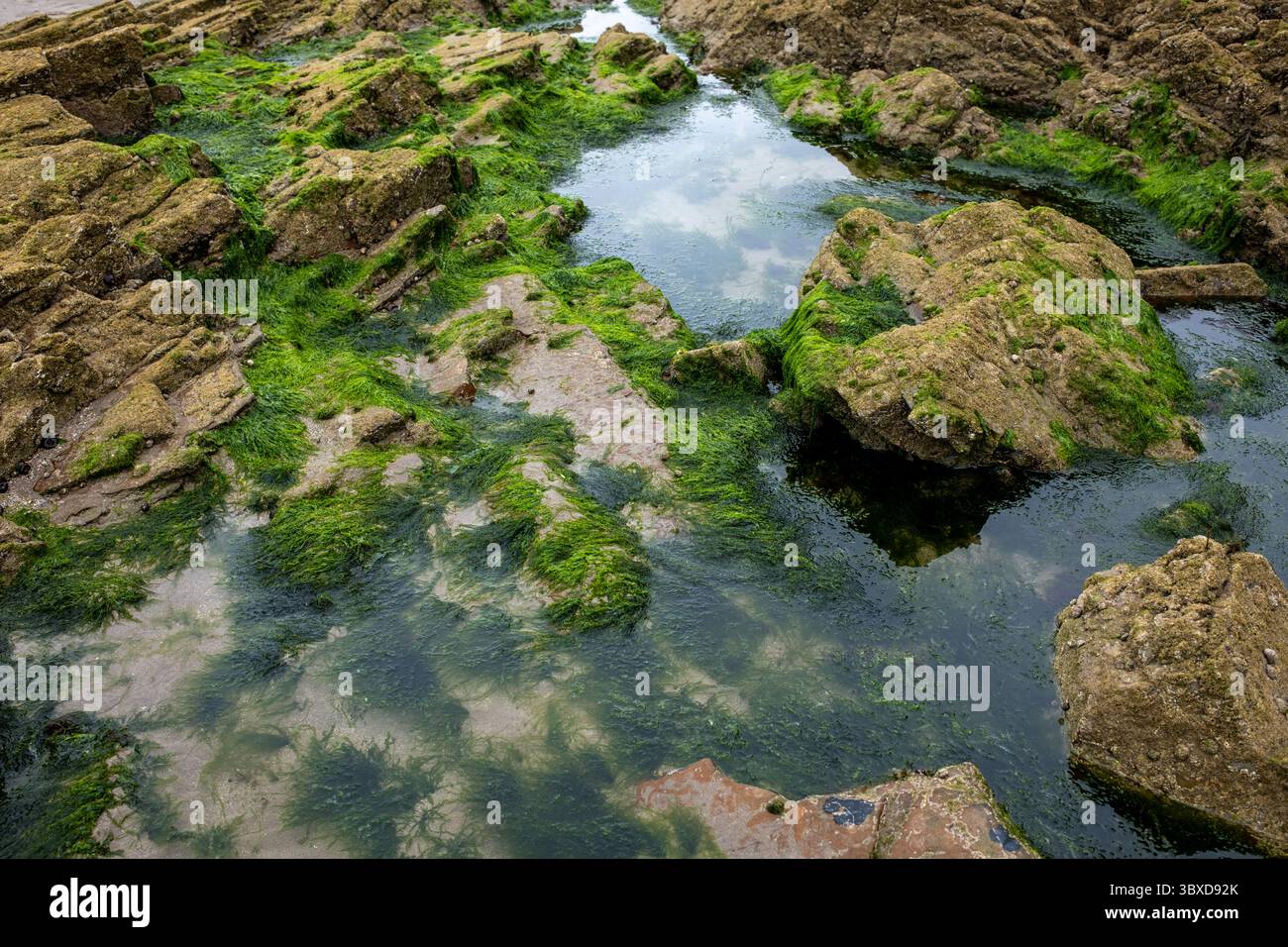Piscine rocciose sulla spiaggia di Little Haven nel Pembrokeshire, Galles occidentale, Regno Unito Foto Stock