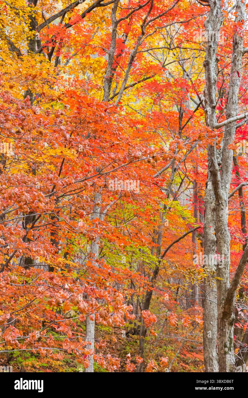 Colori autunnali vibranti nella scenografica area di Laobiangou a Benxi, Cina Foto Stock