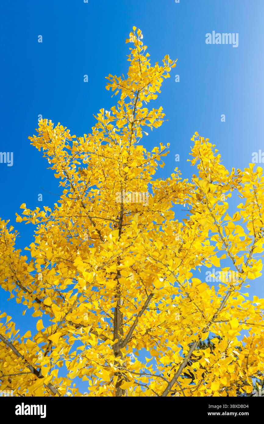 Foglie gialle brillanti dell'albero di ginkgo a Benxi, in Cina Foto Stock