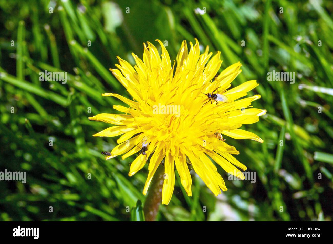 Questa accattivante immagine ravvicinata mostra un vibrante fiore di dente di leone brulicante di vita, con vari insetti come api e farfalle che si raccolgono Foto Stock