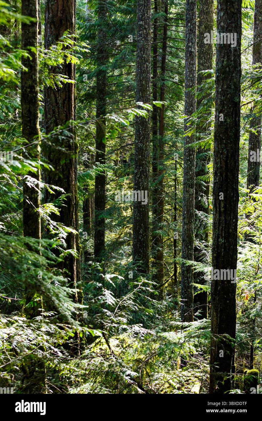 Little River Trail, un sentiero escursionistico attraverso la fitta foresta di abeti e abeti. Foto Stock