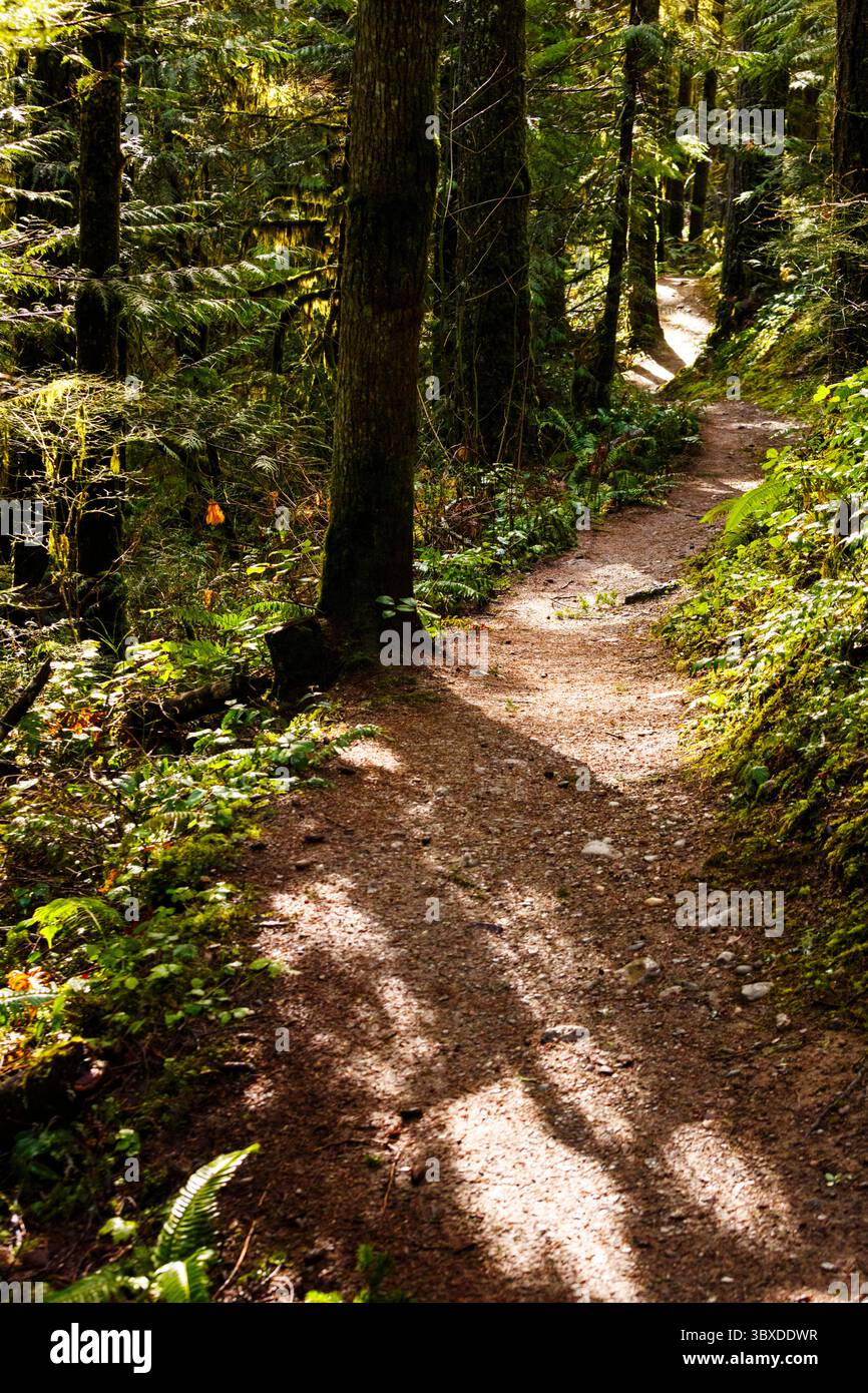 Sentiero escursionistico, sentiero nella foresta, Little River Trail, Olympic National Forest, Port Angeles. Foto Stock
