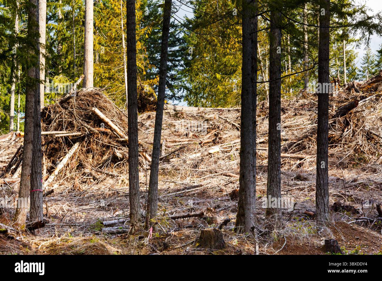 Colline di abeti rossi, ciccioli e abeti, Olympic Peninsula, Port Angeles Foto Stock