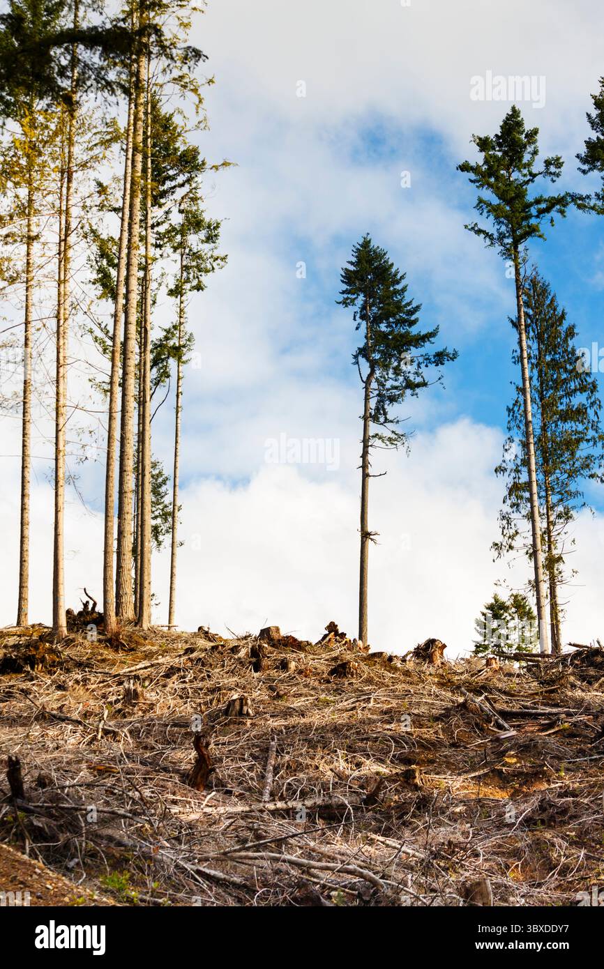 Una collina di abeti rossi, ciccioli e abeti, Olympic Peninsula, Port Angeles Foto Stock