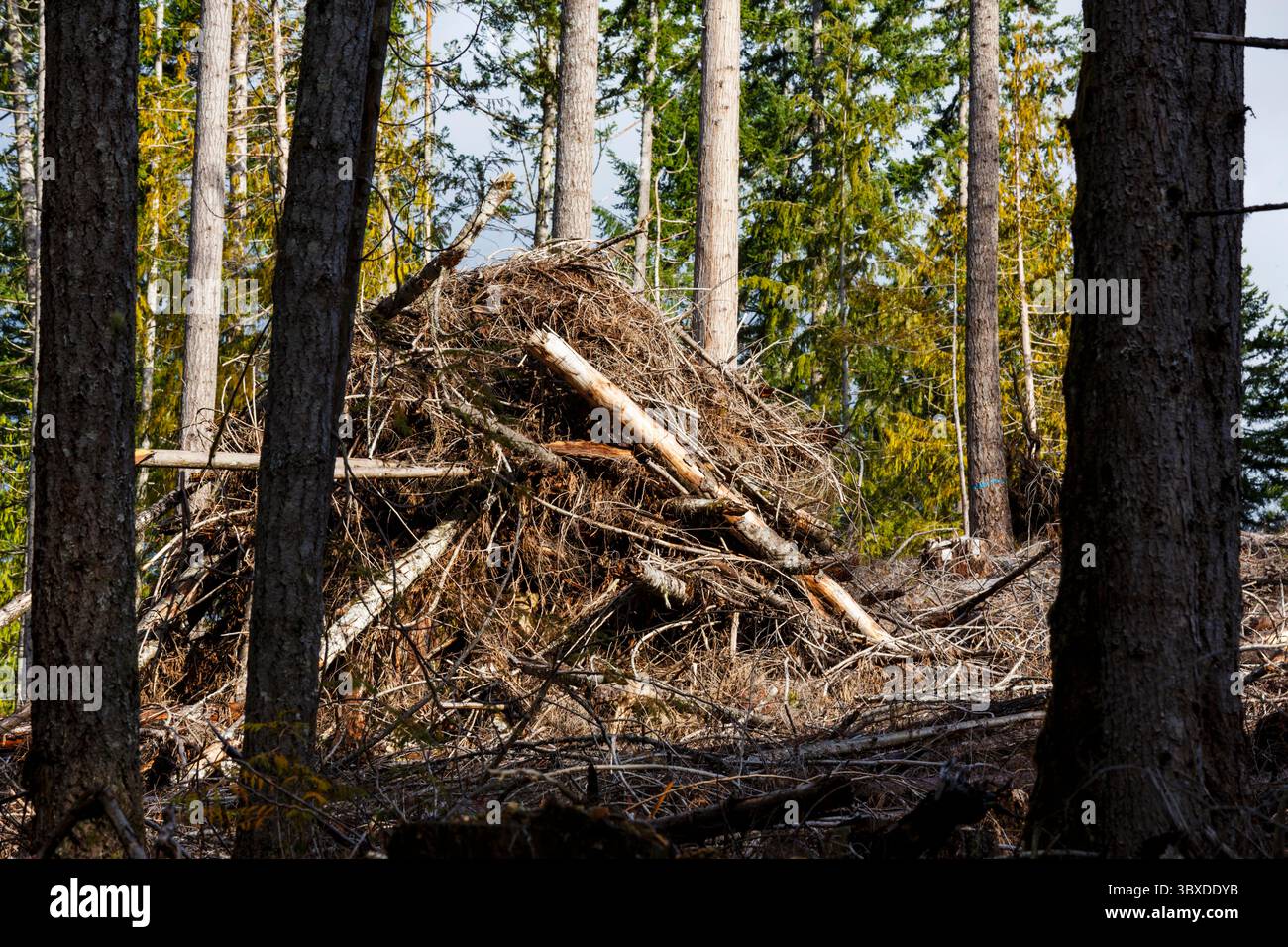 Colline di abeti rossi, ciccioli e abeti, Olympic Peninsula, Port Angeles Foto Stock