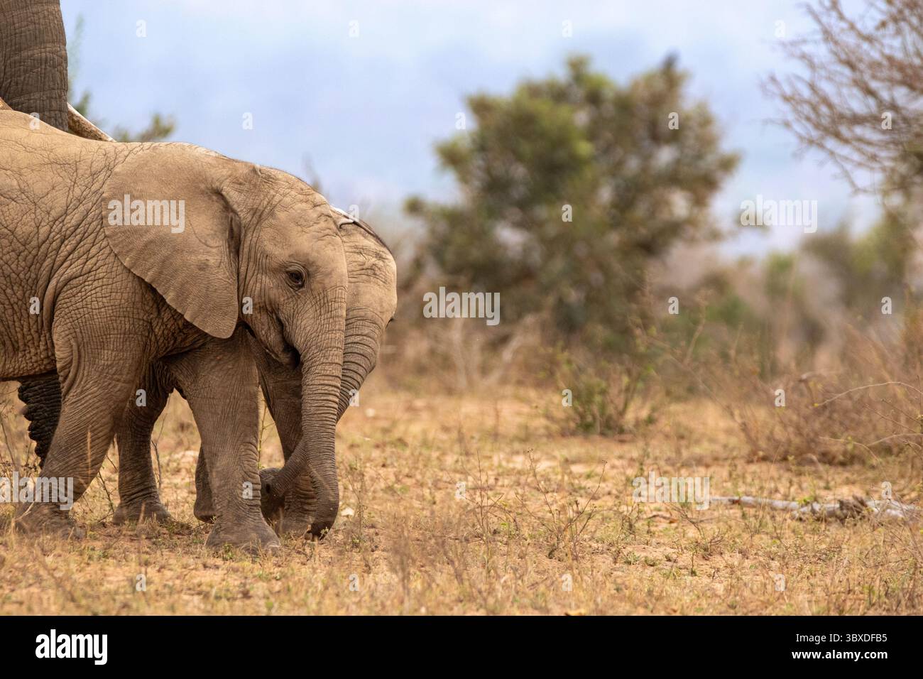 Elefanti, Loxodonta africana, che camminano uno accanto all'altro. Foto Stock