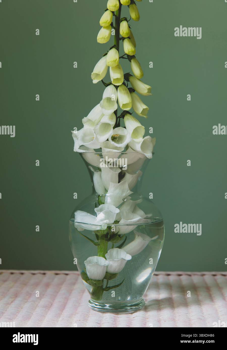 Natura morta di fiore bianco foxglove in fiore, una sola testa di fiore. Foto Stock