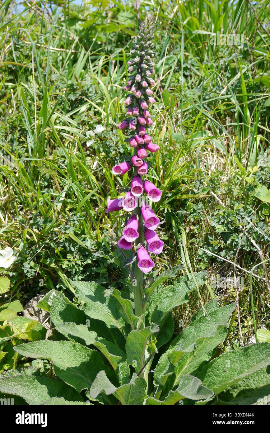 High Pink/Purple digitalis Purpurea (Common Foxglove) in una siepe presso il Cliff Path vicino a Portreath sul Southwest Costal Path, Cornovaglia, Inghilterra. Foto Stock