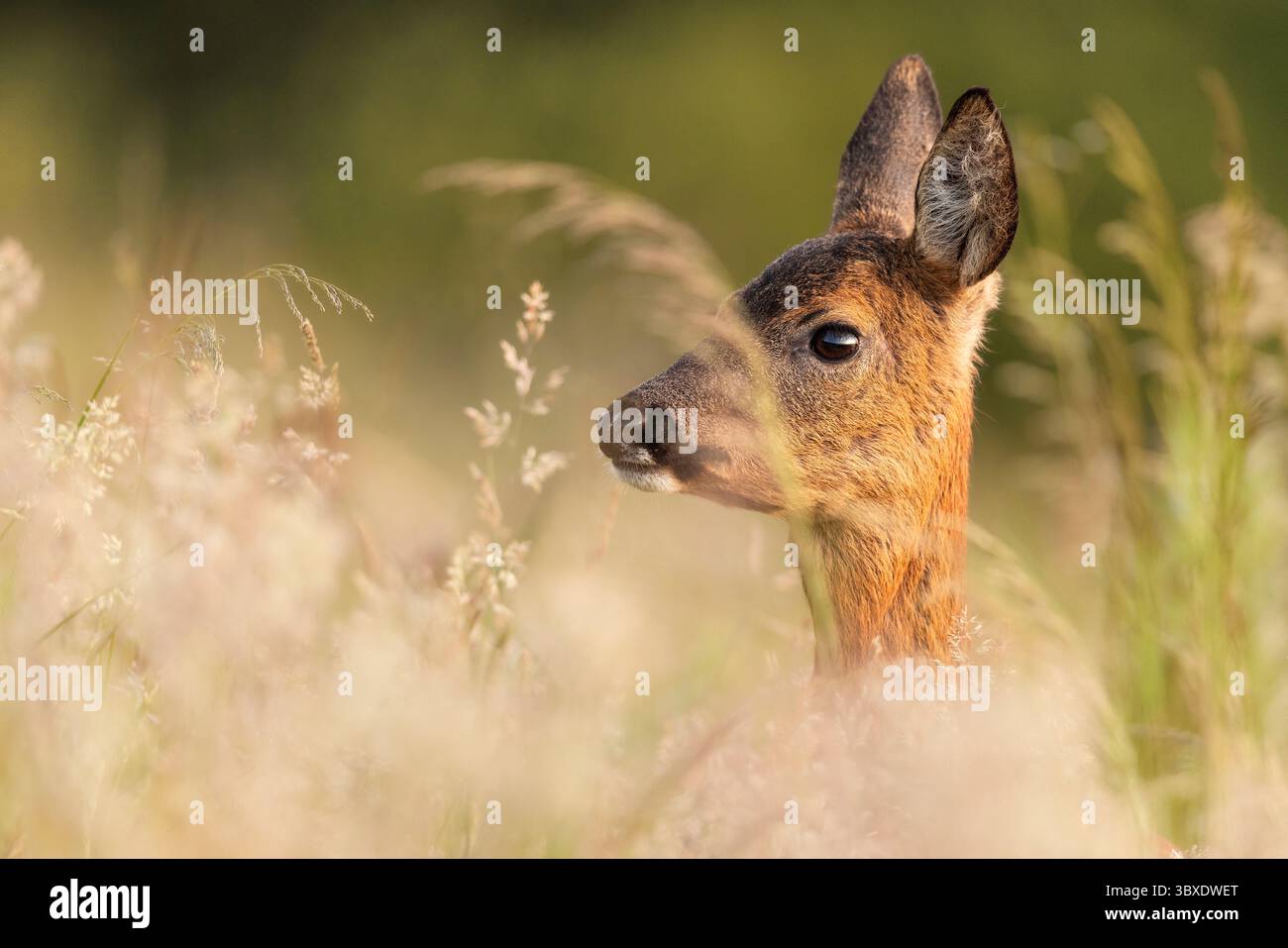 Primo piano di una bella Roe Deer. Foto Stock