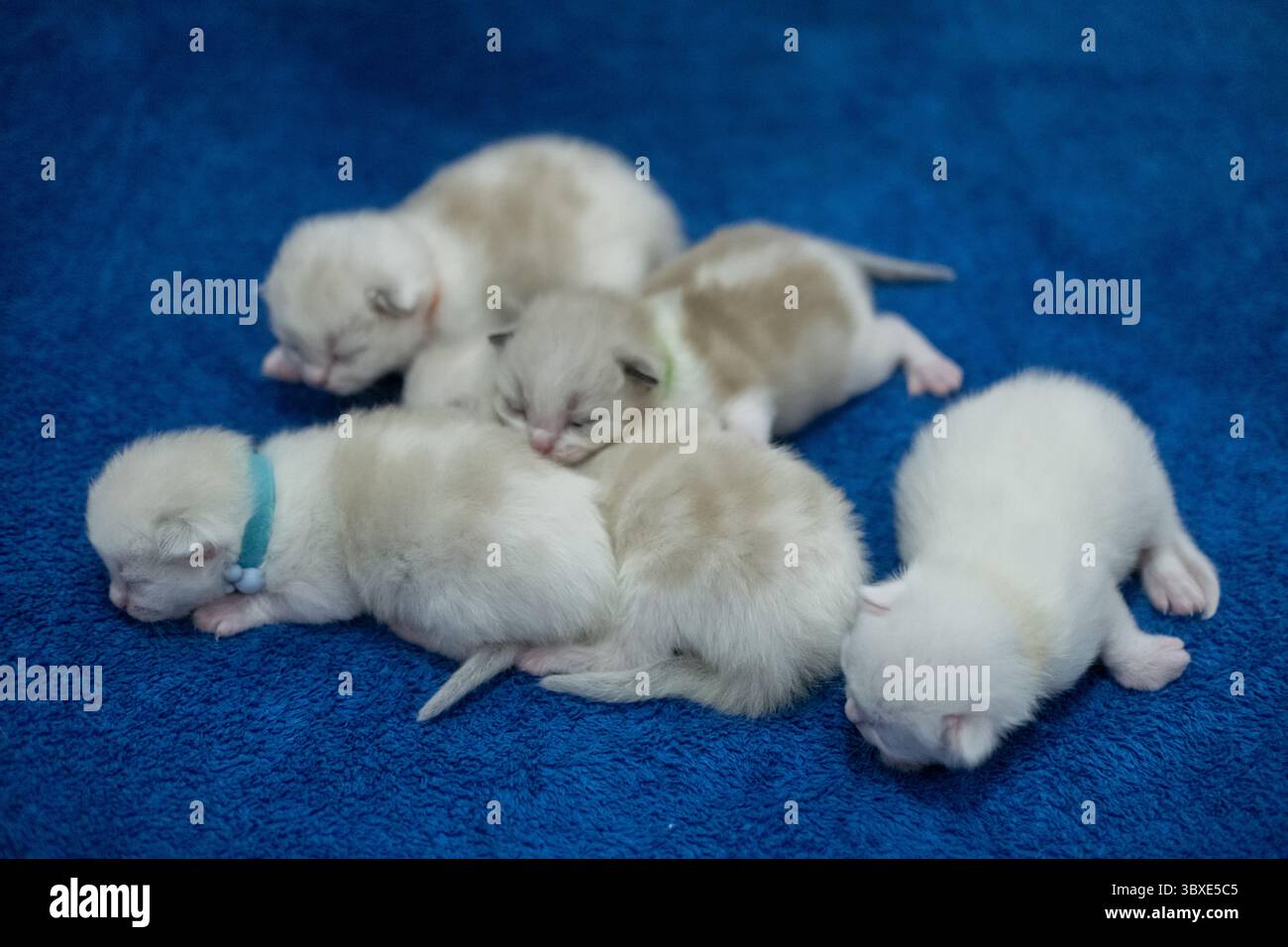 Un gruppo di 5 gattini neonati, di 1 settimana, ragdoll che dormono con gli occhi chiusi sulla coperta. Gatto domestico Foto Stock