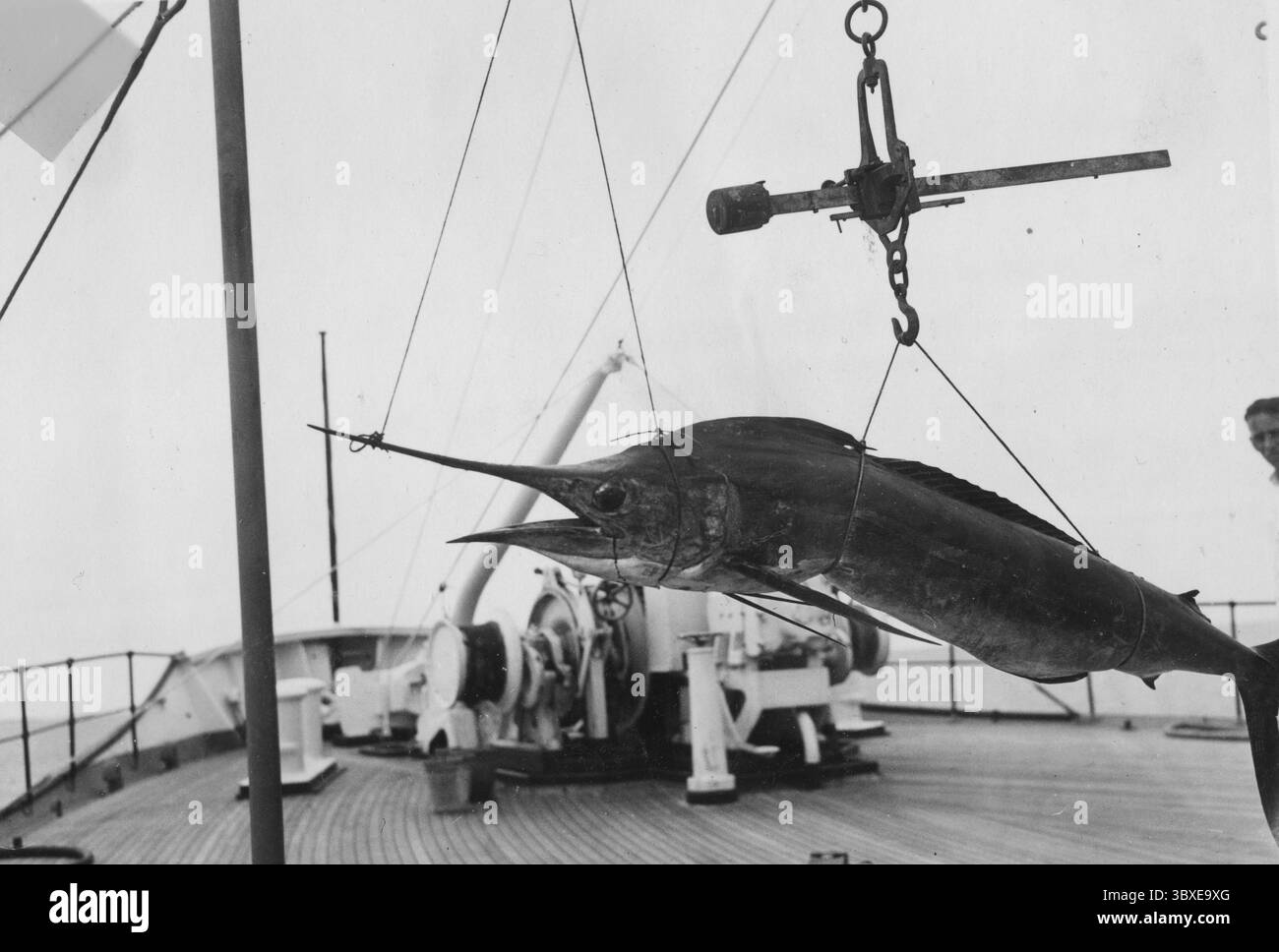 Fanfish (Istiophorus platypterus), pescato, pescatore sportivo, ca. 1930s Foto Stock