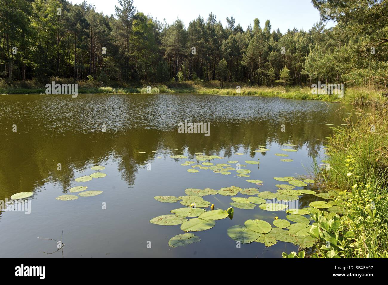 Giglio d'acqua giallo (Nuphar lutea) che galleggia sul lago forestale di Muemmelkensee, sulla riserva naturale di Muemmelkensee, Bansin, Usedom Island, Meclemburgo-Western P Foto Stock