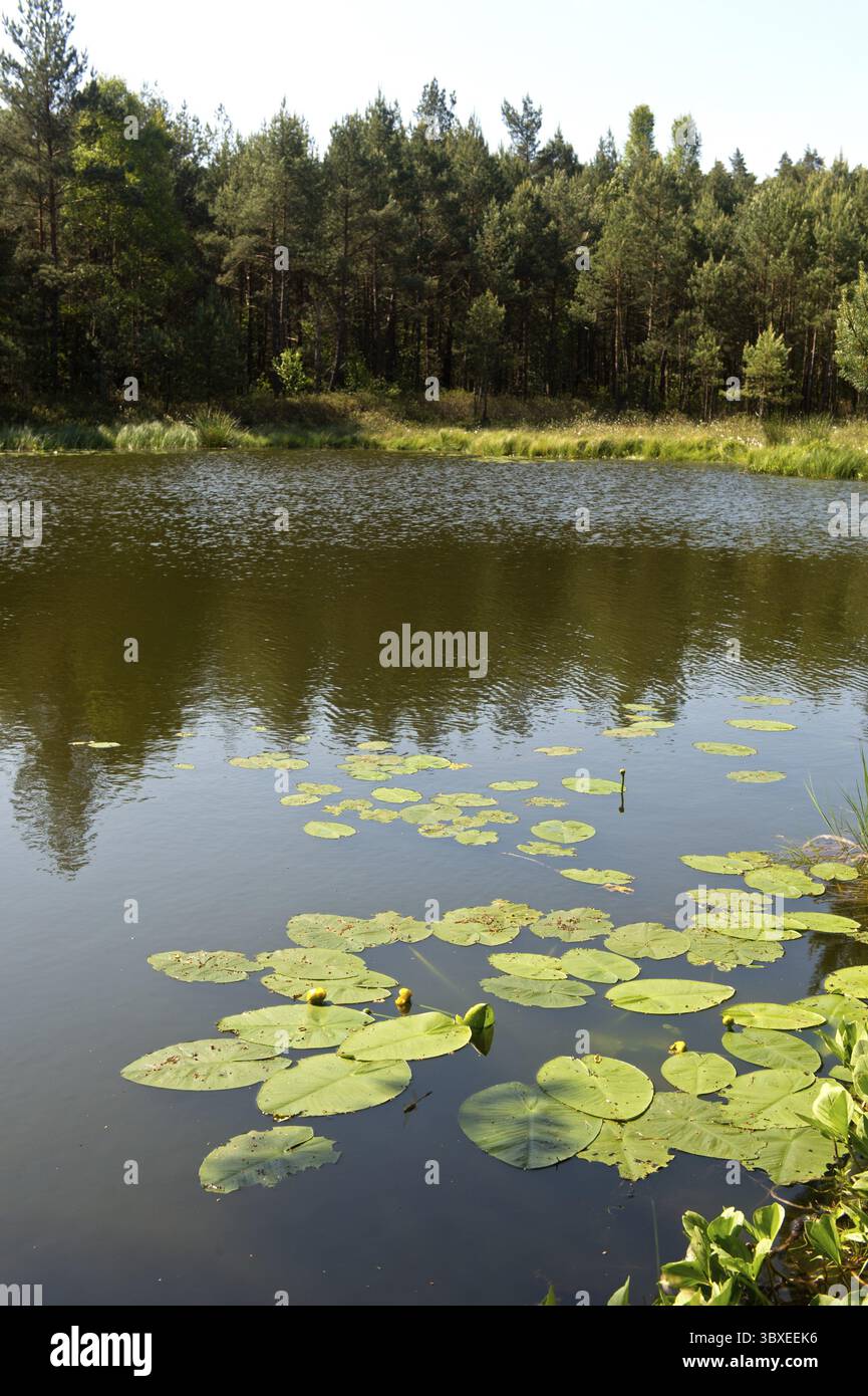 Giglio d'acqua giallo (Nuphar lutea) che galleggia sul lago forestale di Muemmelkensee, sulla riserva naturale di Muemmelkensee, Bansin, Usedom Island, Meclemburgo-Western P Foto Stock