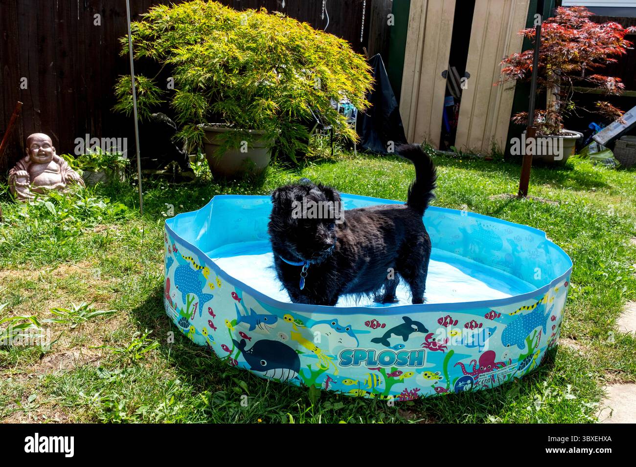 Il labradoodle nero si raffredda in una piscina per pagaiare Foto Stock
