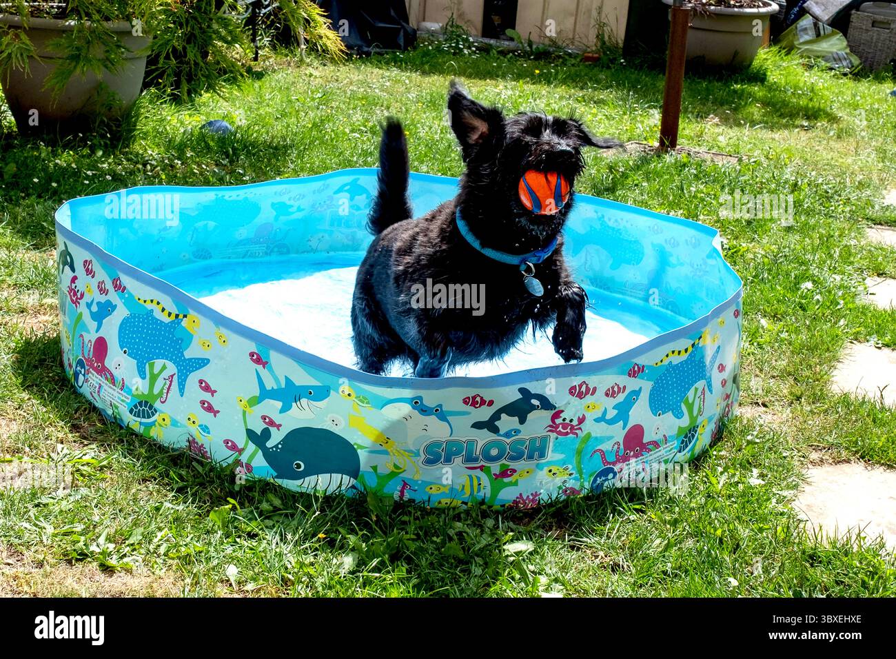 Il labradoodle nero si raffredda in una piscina per pagaiare Foto Stock
