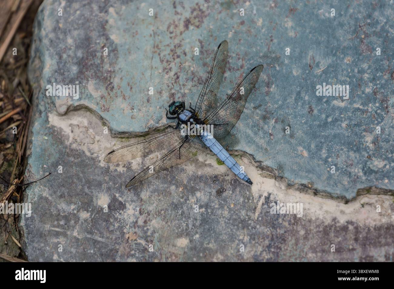 26 maggio 2013, Longshen, regione del Guangxi, Cina: Una libellula blu poggia su una roccia sulle colline sopra le terrazze di riso di Longshen nel Guangxi, Cina. (Immagine di credito: © Jon G. Fuller/VW Pics via ZUMA Press Wire) Foto Stock