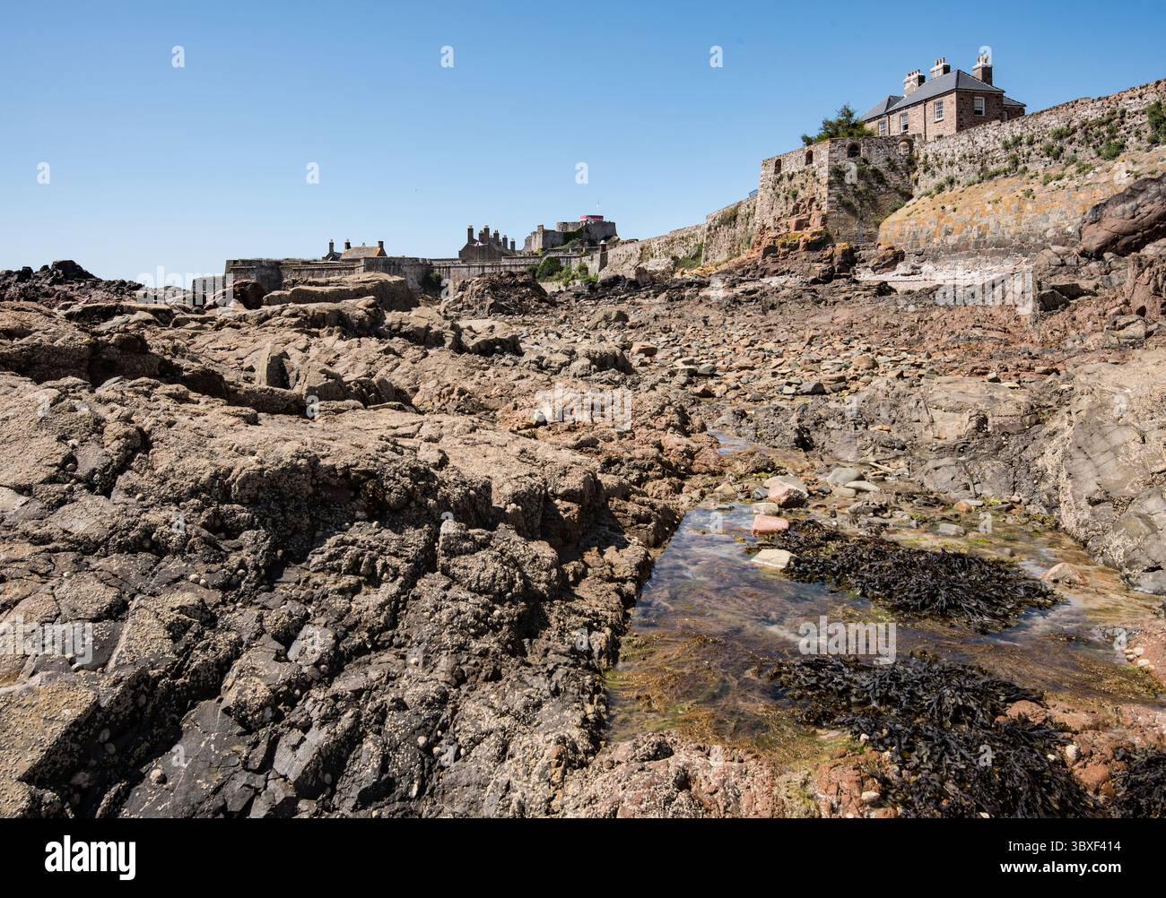 Elizabeth Castle Rocks e alghe esposte durante la bassa marea, Jersey, Isole del Canale... Esci da St Helier. Foto Stock