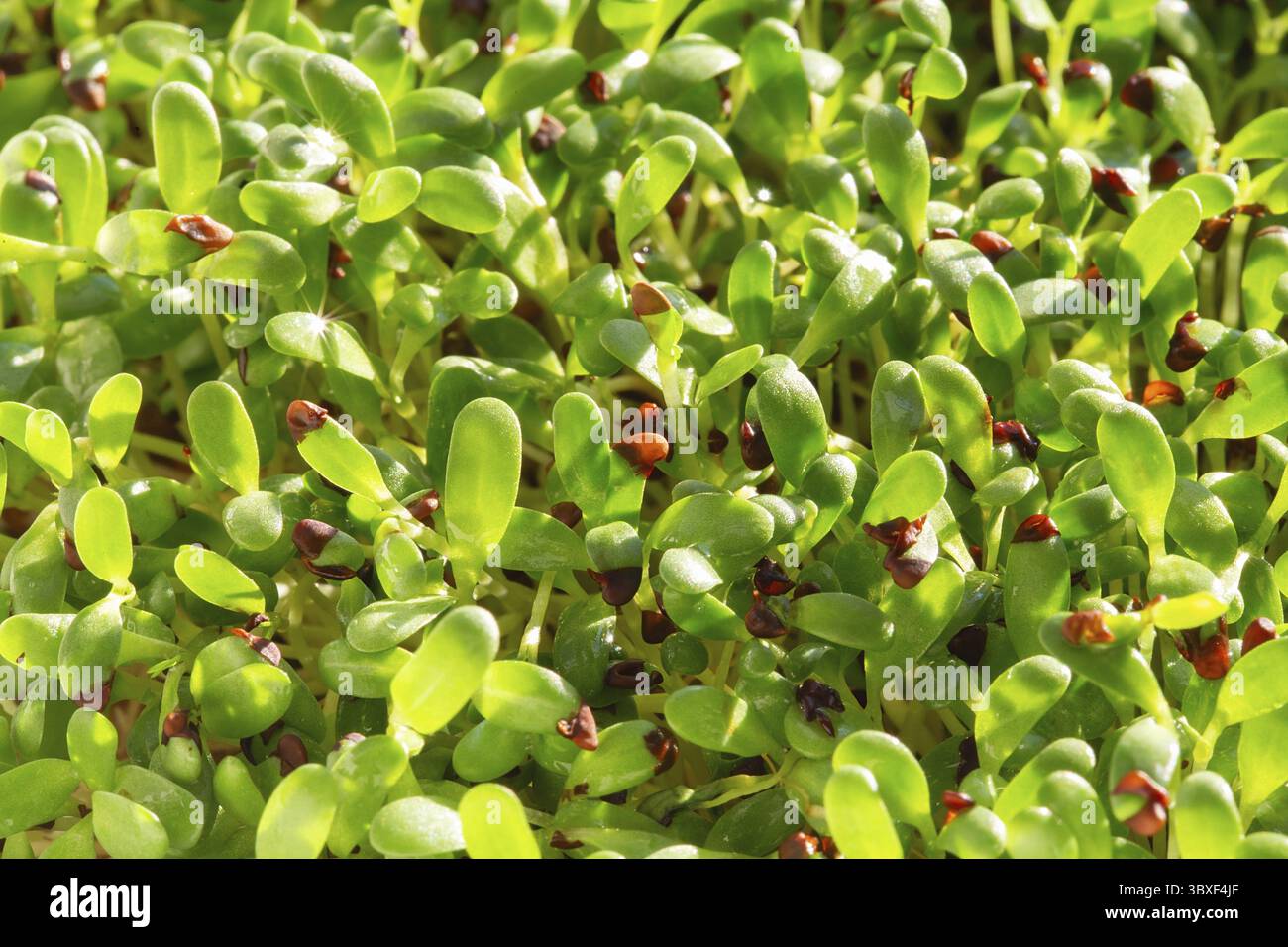 Erba di erba medica micro. Germogliare Microgreens. Germinazione del seme a casa. Concetto vegano e di alimentazione sana. Semi di erba medica germogliata, Micro verdi. In crescita Foto Stock