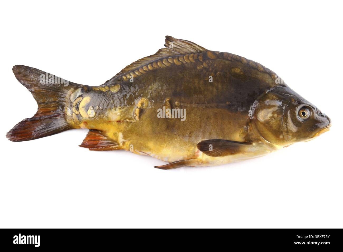 Spessore carpa a specchio fresca su sfondo bianco, isolata Foto Stock