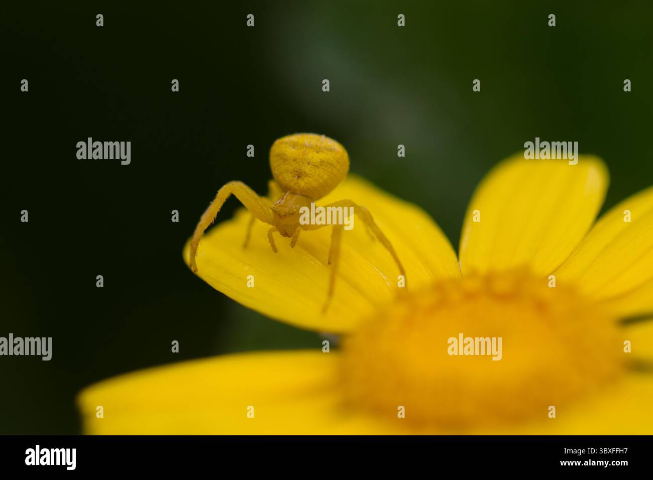 Foto macro che catturano il ragno giallo dettagliato su una pianta di fiori gialli Foto Stock