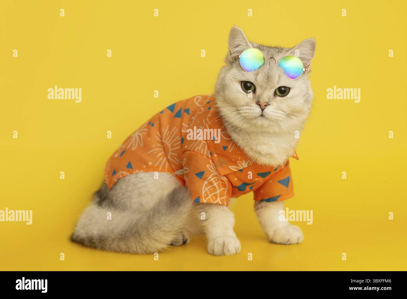Gatto bianco in occhiali da sole sulla fronte e una camicia arancione si siede su uno sfondo giallo nello studio. Spazio di copia Foto Stock