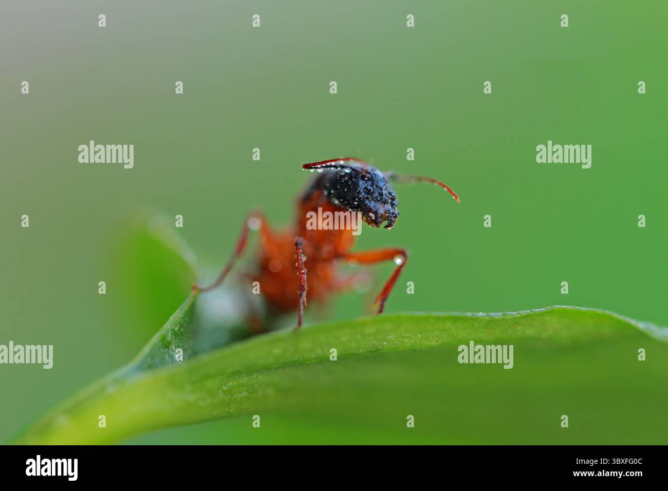 Foto macro che catturano viste dettagliate di insetti su varie piante Foto Stock