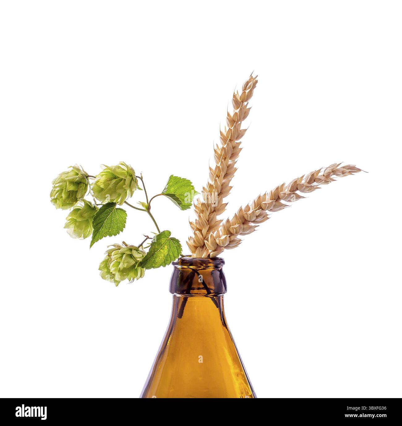 Bottiglia di birra con hop ramo di frumento, isolato Foto Stock