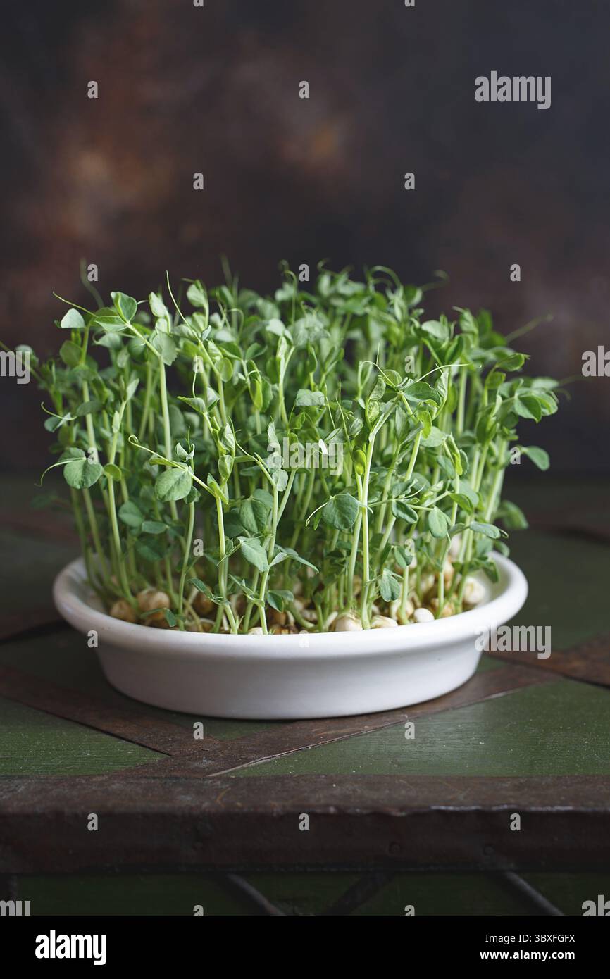Piselli micrograni con semi e radici. Semi di piselli germogliati. Micro green germoglianti. Germinazione di seme a casa. Concetto di alimentazione vegana e sana. Ringhino Foto Stock