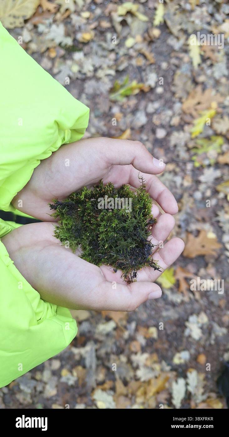 Mani che tengono in mano muschio verde lussureggiante in un ambiente autunnale all'aperto Foto Stock