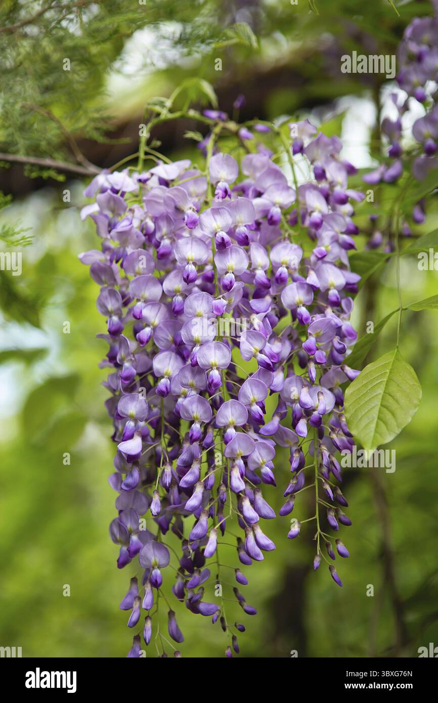 Fiore di albero di glicine in primavera. Primo piano di bellissimo fiore di Wisteria al giardino. Clima caldo maggio. Fioritura glicine in primavera, internet sprinti Foto Stock