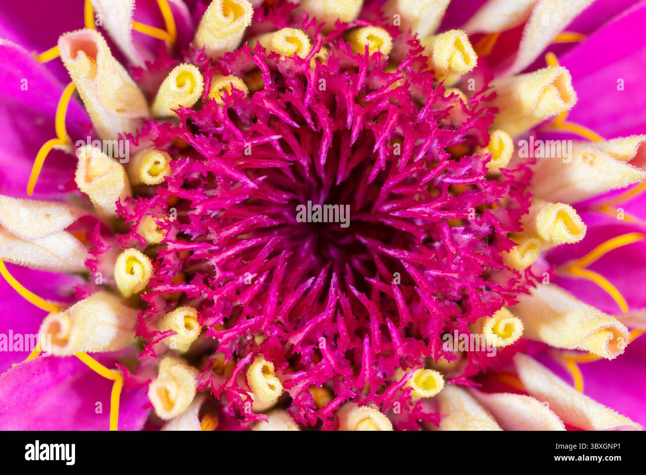 Primo piano di fiori rosa Zinnia: Stami e pistole in primo piano Foto Stock
