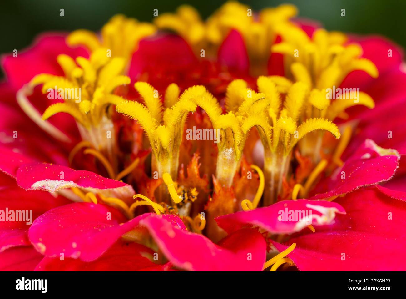 Primo piano di Red Zinnia Flower – stami e pistola in primo piano Foto Stock